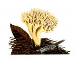Illustration of Ramaria curta (#1950)