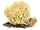 Illustration of Ramaria decurrens (Ochre Coral) (#1961)