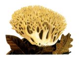 Illustration of Ramaria flava (#1965)