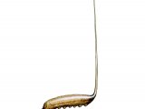 Illustration of Rat-tailed Maggot (Eristalis spp.) (#2536)