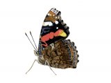 Illustration of Red Admiral (Vanessa atalanta) (#0323)