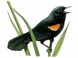 Illustration of Red-winged Blackbird (Agelaius phoeniceus) (#1398)