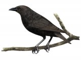 Illustration of Rennell Starling (Aplonis insularis) immature (#2238)