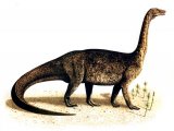 Illustration of Riojasaurus (#0040)