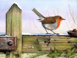 Illustration of Robin (Erithacus rubecula) (#0433)