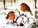 Illustration of Robin (Erithacus rubecula) (#0595)