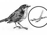 Illustration of Robin (Erithacus rubecula) (#4348)