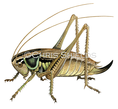 Illustration of Roesel's bush cricket (Metrioptera roeselii) (#2040)