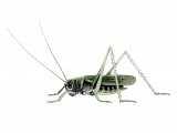 Illustration of Roesel's Bush Cricket (Metrioptera roeselii) (#2570)