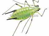 Illustration of Rose Aphid (Macrosiphum rosae) (#2732)