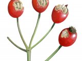 Illustration of Rose Hips bird feeding signs (#4157)