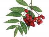 Illustration of Rowan Berries (Sorbus aucuparia) (#2788)