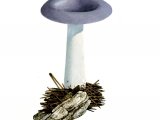 Illustration of Russula azurea (#1713)