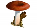 Illustration of Russula cicatricata (#1873)