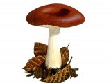 Illustration of Russula melitodes (#2652)