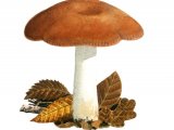 Illustration of Russula melliolens (#1890)