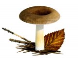 Illustration of Russula puellaris (#2650)