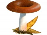 Illustration of Russula subrubens (#1881)