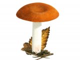 Illustration of Russula velenovskyi (#1904)