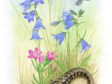 Illustration of Sand Dune Flora and Fauna (#3476)