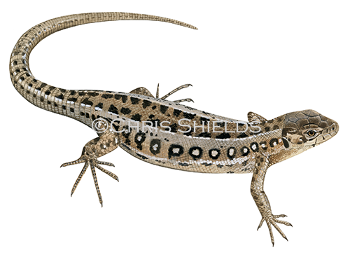 Illustration of Sand Lizard female (Lacerta agilis) (#4502)