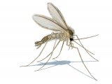 Illustration of Sandfly (Lutzomyia longipalpis) live male (#4206)