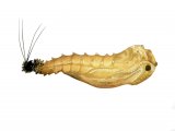 Illustration of Sandfly Pupae (Plebotomus perniciosus) (#4210)