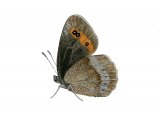 Illustration of Scotch Argus (Erebia aethiops) (#2640)