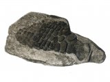 Illustration of Sea-Dragon Ichthyosaurus (paddle bone) (#0096)