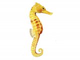 Illustration of Seahorse (Hippocampus Reidi) (#1018)