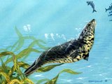 Illustration of Seal (Grey) Halichoerus grypus (#0690)