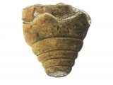 Illustration of Sea lily cup Aplocrinites (#0097)