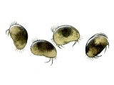 Illustration of Seed Shrimps (Ostracoda) (#1534)