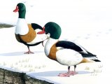 Illustration of Shelduck (Tadorna tadorna) (#1822)