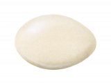 Illustration of Shelduck egg (Tadorna tadorna) (#2446)