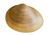 Illustration of Shining Pea Clam (Pisidium nitidum) (#2847)