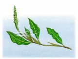 Illustration of Shining Pondweed (Potamogeton lucens) (#2759)