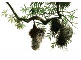 Illustration of Shinning Starling (nests) Aplonis metallica) (#2240)