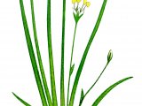 Illustration of Shoreweed (Littorella uniflora) (#0961)