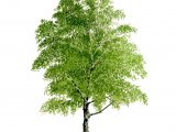 Illustration of Silver Birch Tree (Betula pendula) (#2243)