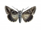 Illustration of Silver Y (Autographa gamma) (#1135)