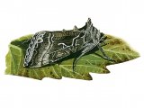 Illustration of Silver Y (Autographa gamma) (#3392)