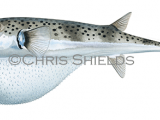 Illustration of Silver-cheeked Toadfish�(Lagocephalus�sceleratus) (#4667)