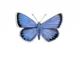 Illustration of Silver-studded Blue male (Plebejus argus) (#2964)