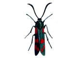 Illustration of Burnet Moth (Six-Spot) Zygaena filipendulae (#0829)