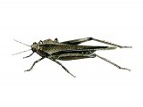 Illustration of Slender Groundhopper (Tetrix subulata) (#2580)