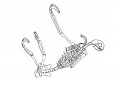 Illustration of Sloth Skeleton (Pale-throated Three-toed) Bradypus tridactylus (#1093)