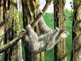Illustration of Sloth (Pale-throated Three-toed) Bradypus tridactylus (#1092)