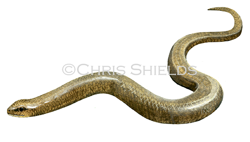 Illustration of Slow Worm (Anguis fragilis) (#4498)