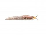 Illustration of Slug (Common Grey Field) Deroceras reticulatum (#0627)